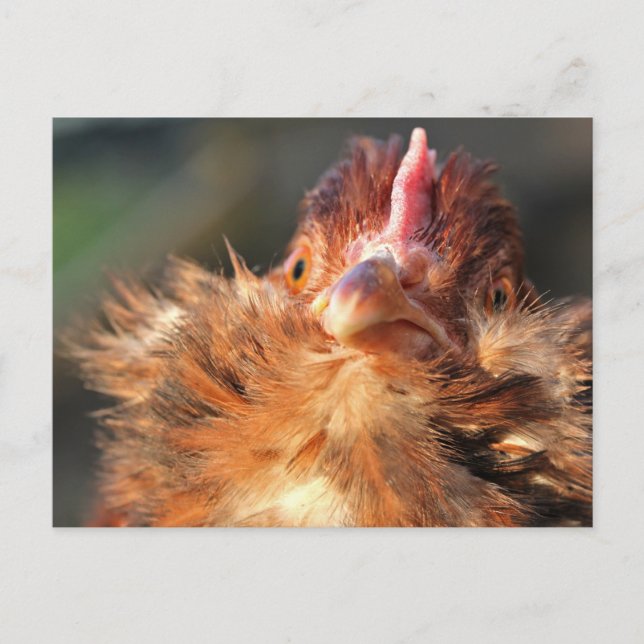 Evening Sun Derperella Postcard (Front)