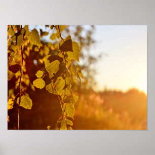 Evening sun in Finland Poster