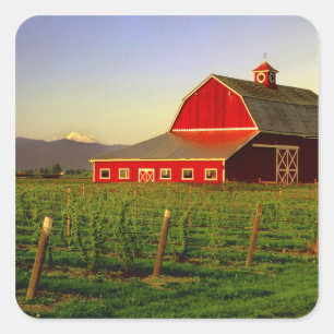 Evening sun on a barn in Washington's Skagit Square Sticker