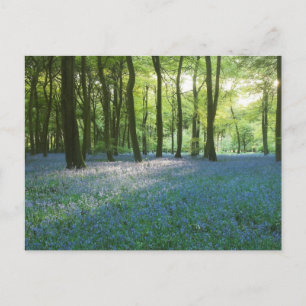 Evening Woodlands Postcard