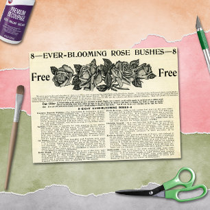 Ever-Blooming Rose Bush Magazine Ad Vintage craft Tissue Paper