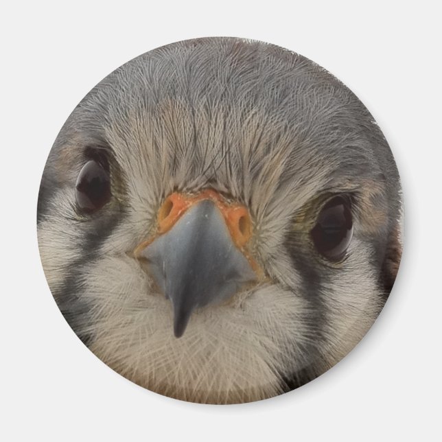 Everett Magnet (Front)