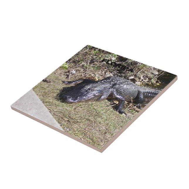 Everglades Alligator in Soft Golden Sunlight Tile (Side)