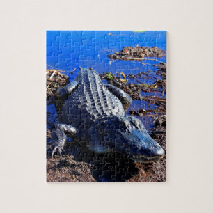 Everglades Alligator Jigsaw Puzzle