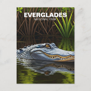 Everglades Florida Alligator Travel Postcard
