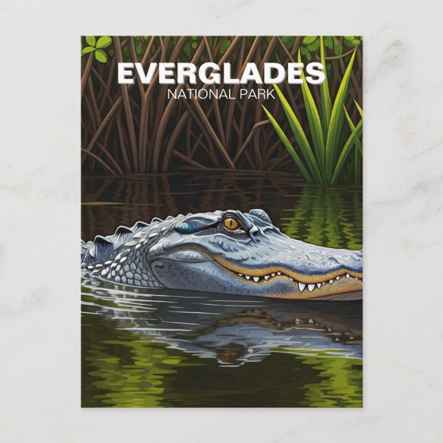 Everglades Florida Alligator Travel Postcard (Front)