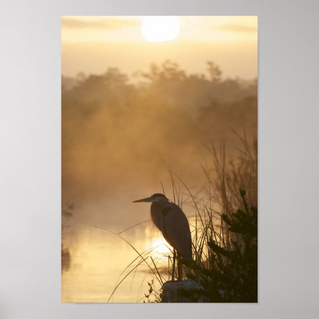 Everglades Great Blue Heron Poster (Front)