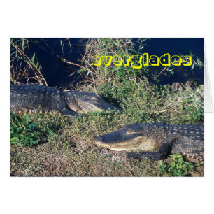 Everglades National Park Alligators at Ease
