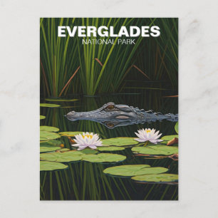 Everglades National Park Florida Alligator Travel Postcard