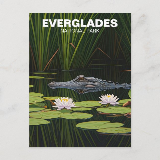 Everglades National Park Florida Alligator Travel Postcard (Front)