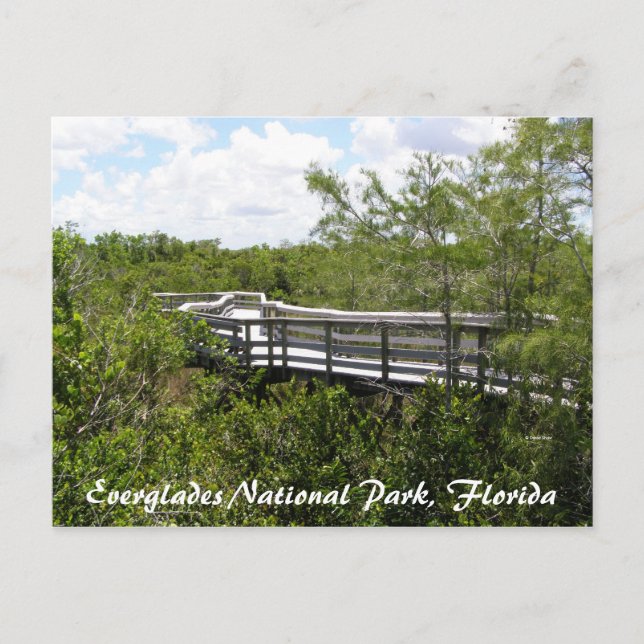 Everglades National Park, Florida Postcard (Front)