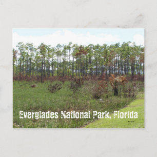 Everglades National Park, Florida Postcard