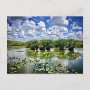 Everglades, National Park, Florida Postcard