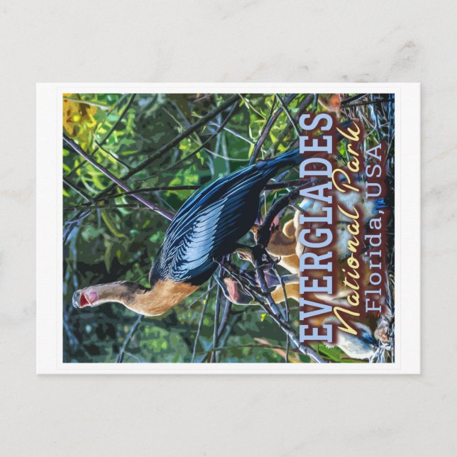 EVERGLADES NATIONAL PARK - FLORIDA UNITED STATES POSTCARD (Front)