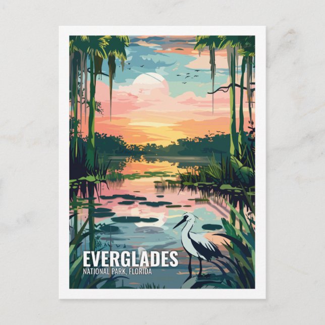 Everglades National Park Florida USA  Postcard (Front)