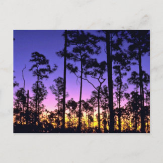 Everglades National Park, Pinelands Area, Florida Postcard