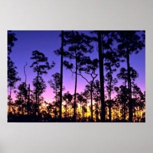 Everglades National Park, Pinelands Area, Florida Poster