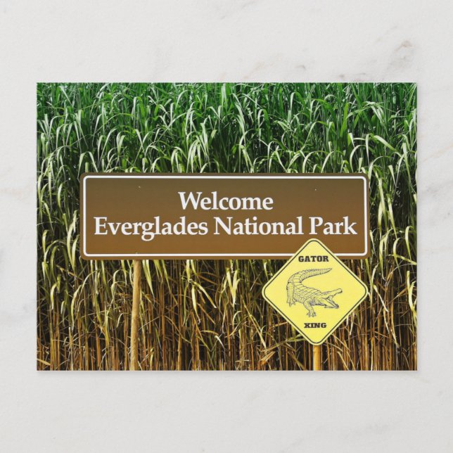 Everglades National Park Sign, Gator Crossing Postcard (Front)