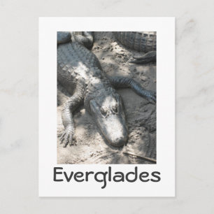 Everglades Postcard