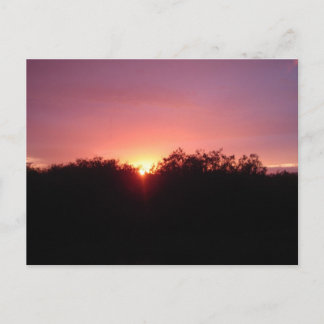 Everglades Sunset over the Trees Postcard