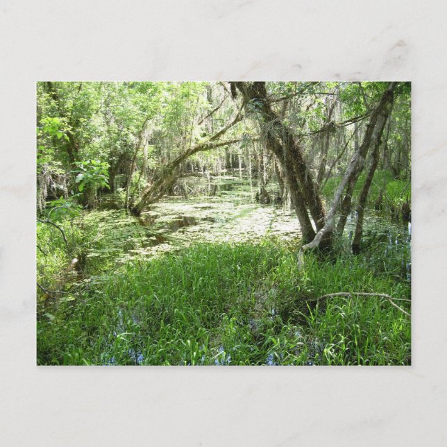 Everglades - swamp - marsh postcard (Front)