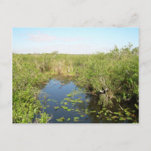 Everglades - swamp - marsh postcard