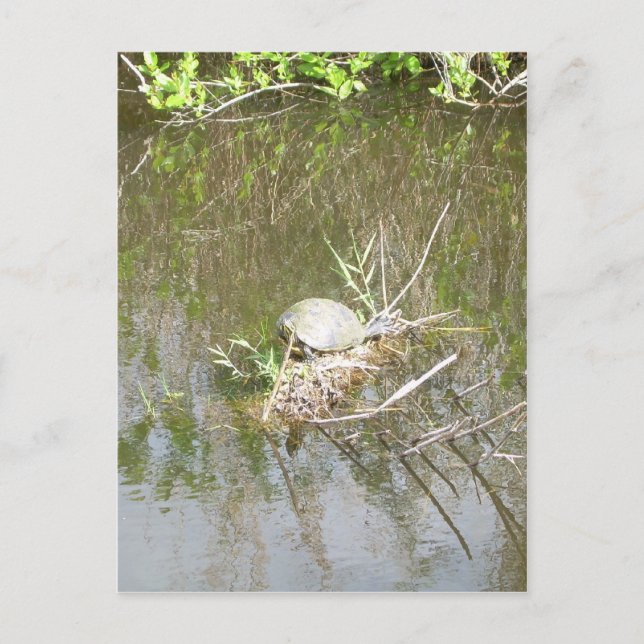 Everglades - tortoise postcard (Front)