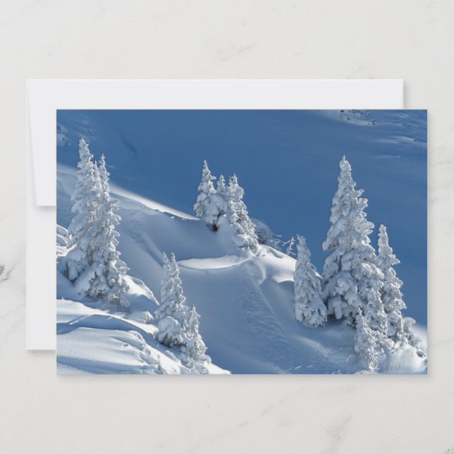 Evergreen Firs Covered with Winter Snow (Front)
