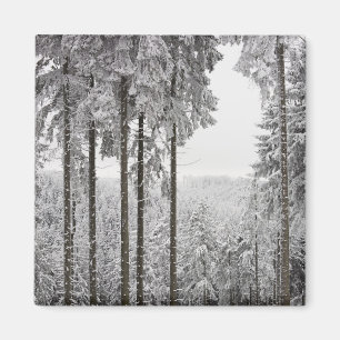 Evergreen forest in winter magnet