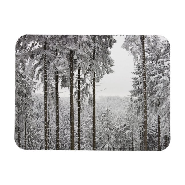 Evergreen forest in winter magnet (Horizontal)
