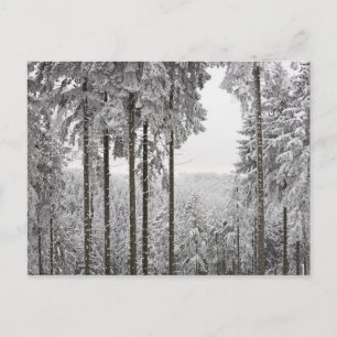 Evergreen forest in winter postcard