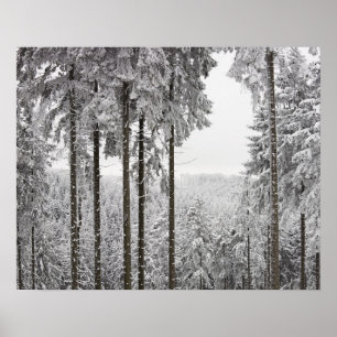 Evergreen forest in winter poster