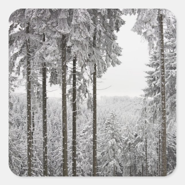 Evergreen forest in winter square sticker (Front)