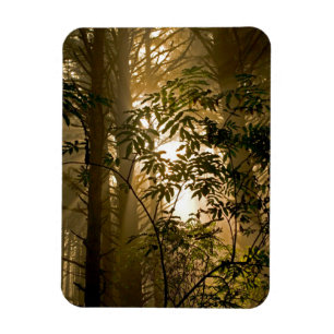 Evergreen Forest   Oregon Coast Magnet