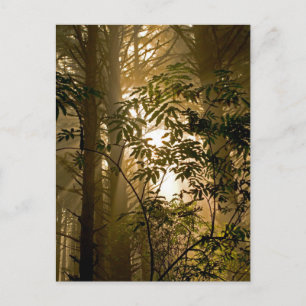 Evergreen Forest Oregon Coast Postcard