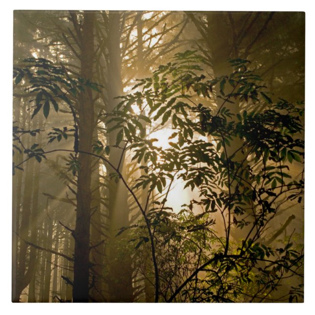 Evergreen Forest | Oregon Coast Tile (Front)