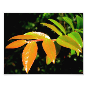 Evergreen Huckleberry Photo Print