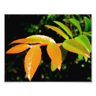 Evergreen Huckleberry Photo Print