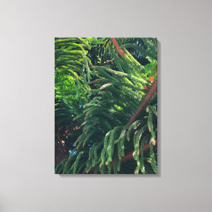 Evergreen pine-tree conifer  canvas print