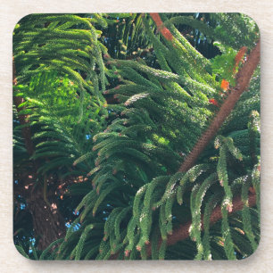 Evergreen pine-tree conifer  coaster