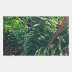 Evergreen pine-tree conifer  rectangular sticker