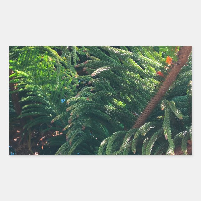 Evergreen pine-tree conifer  rectangular sticker (Front)