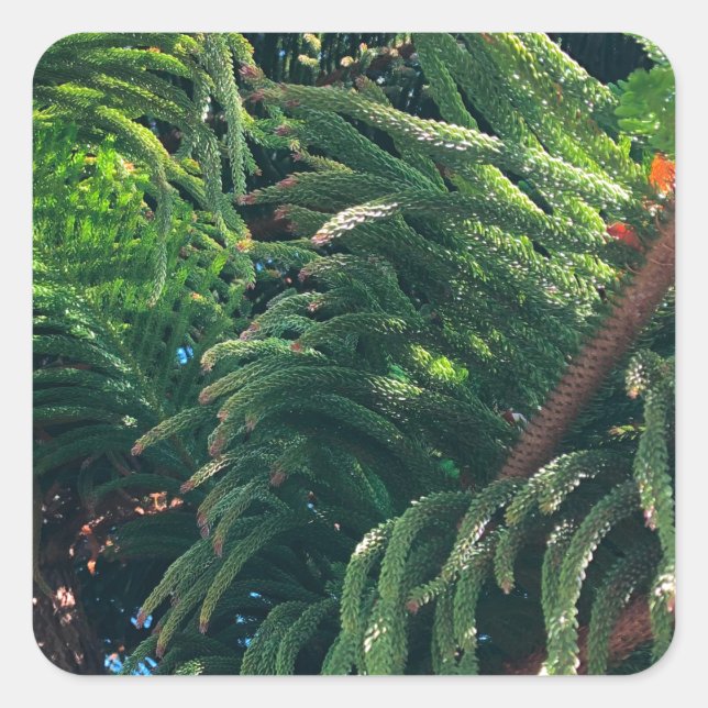 Evergreen pine-tree conifer  square sticker (Front)