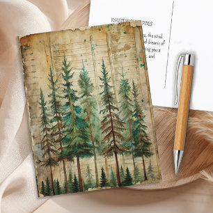 Evergreen Pines Vintage Nature Forest Landscape Postcard