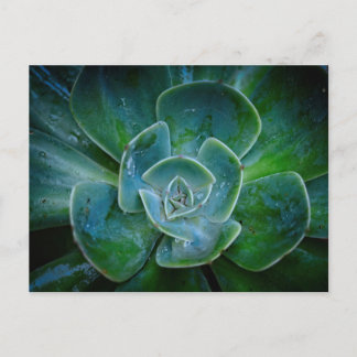 Evergreen Plant Holiday Postcard