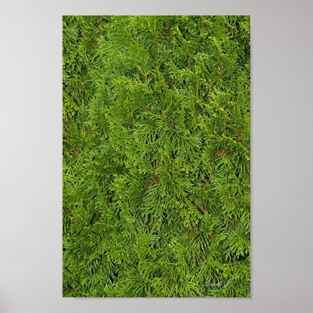 Evergreen Tree Background Canvas or Poster (Front)