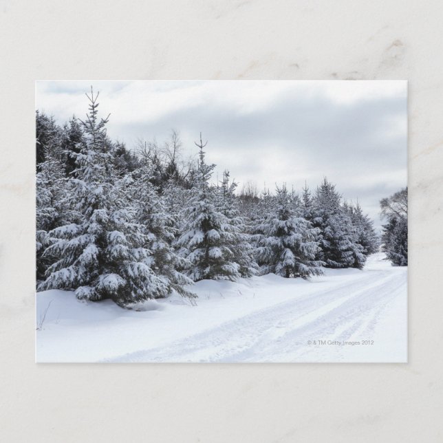 Evergreen trees and road in snow postcard (Front)
