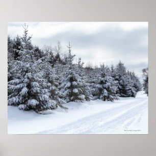 Evergreen trees and road in snow poster