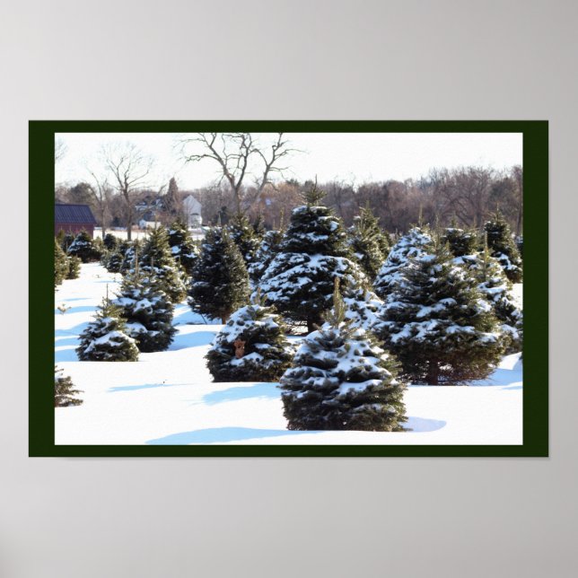 Evergreen Trees with Snow  Poster (Front)