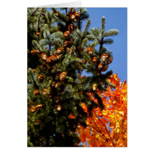 Evergreen with Pinecones